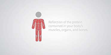 Body Composition Analysis